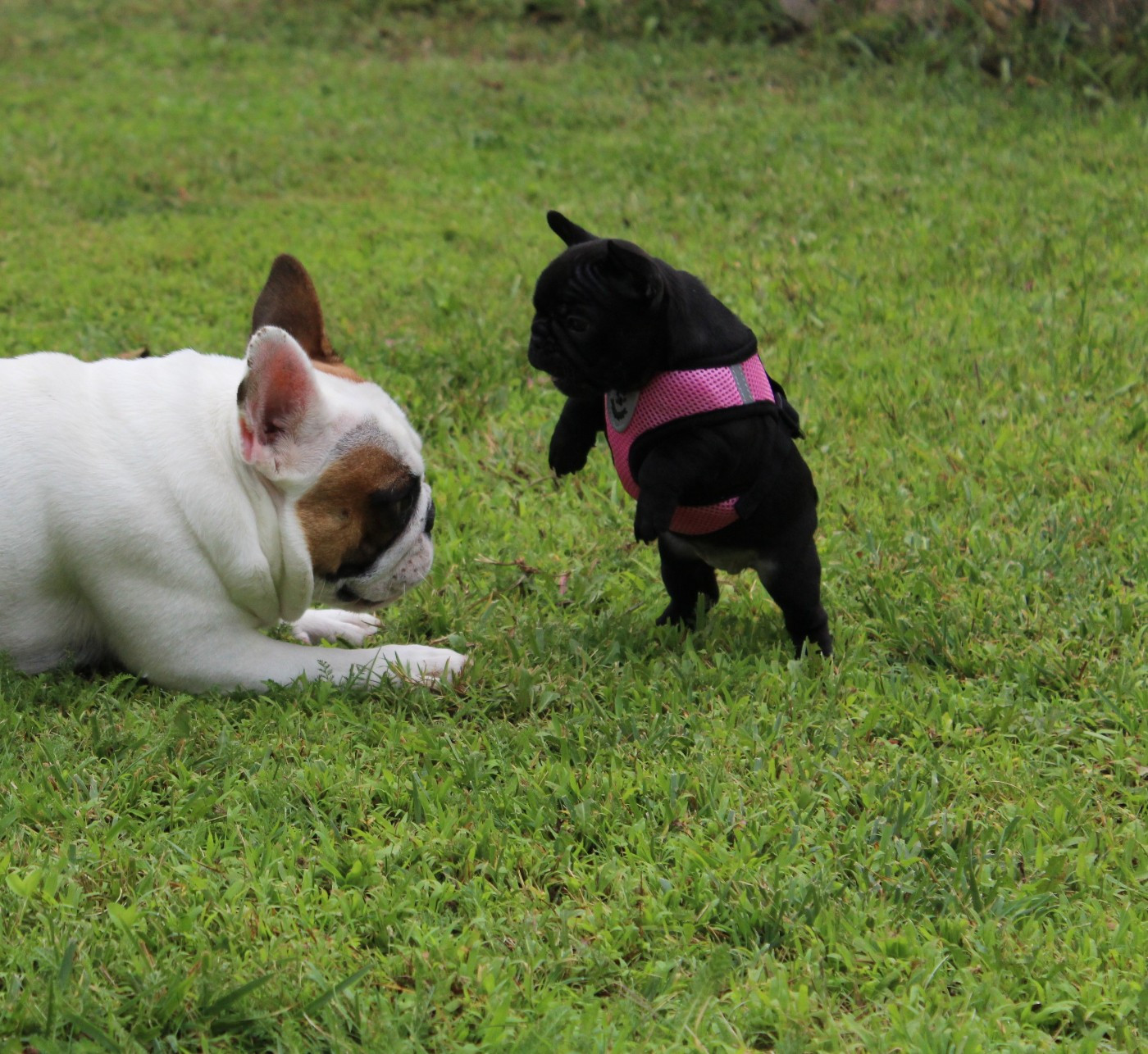 Chiot Bouledogue français Du Clos De Chantegrive