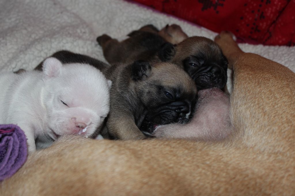 Chiot Bouledogue français Du Clos De Chantegrive