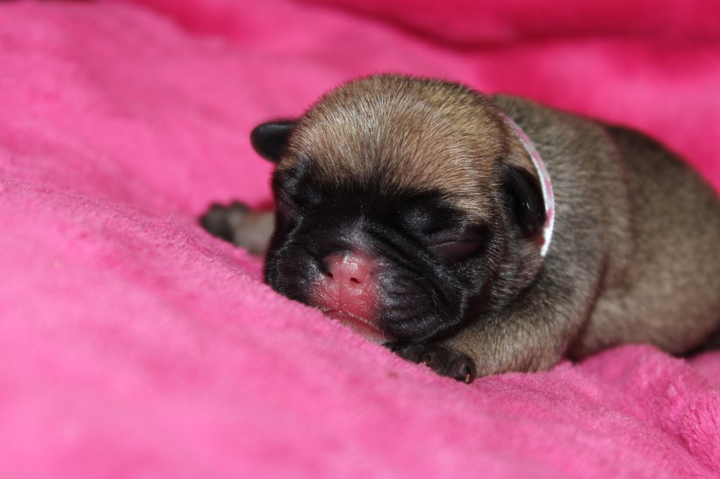 Du Clos De Chantegrive - Chiots disponibles - Bouledogue français